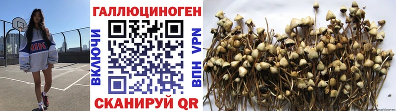 mega цена наркотик Порхов Псилоцибиновые грибы Psilocybine cubensis